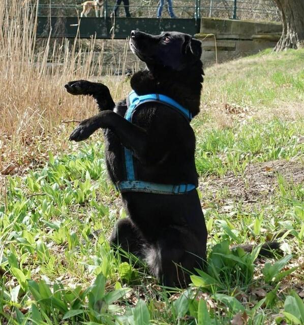 Foto: Tierheim Bruck/Leitha