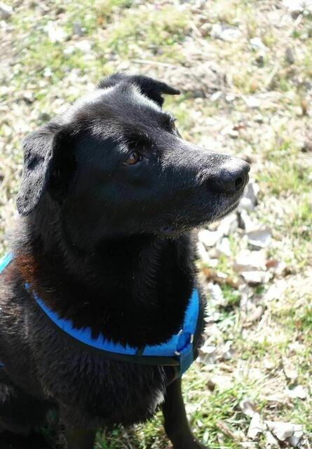 Foto: Tierheim Bruck/Leitha