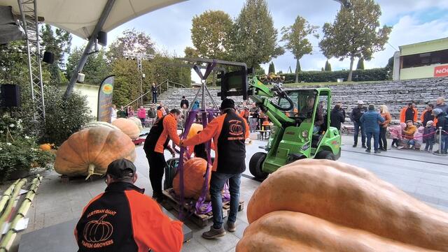 Spektakuläres Abwiegen der Riesenkürbisse. | Foto: Kittenberger Erlebnisgärten