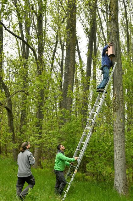 Die Nisthilfen werden in luftigen Höhen montiert. | Foto: Daniel Leopoldsberger