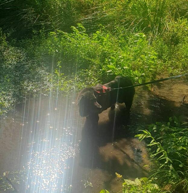 Foto: Tierheim Bruck/Leitha