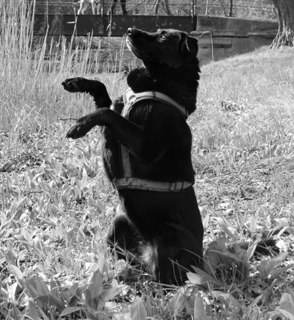 Foto: Tierheim Bruck/Leitha