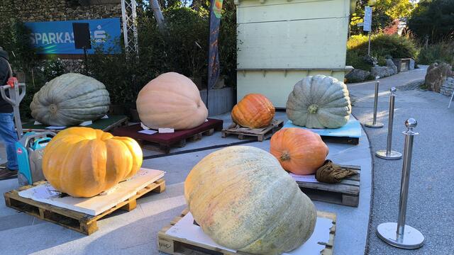 Großes Kürbiswiegen in den Kittenberger Erlebnisgärten. | Foto: Kittenberger Erlebnisgärten