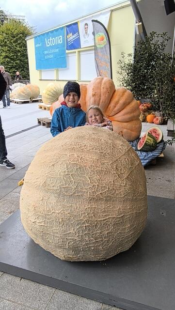 Großes Kürbiswiegen in den Kittenberger Erlebnisgärten. | Foto: Kittenberger Erlebnisgärten