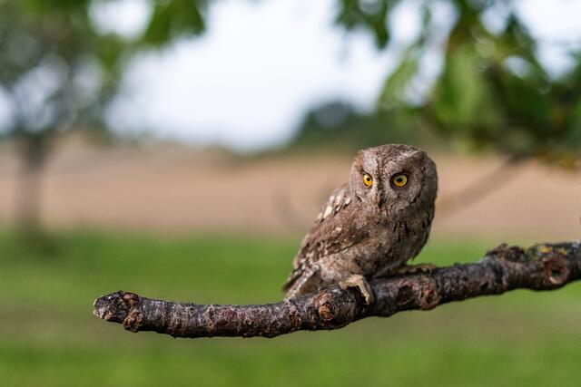 Erstmals wurde im Nationalpark Neusiedler See-Seewinkel ein Bruterfolg der Zwergohreule nachgewiesen.  | Foto: Leander Khil