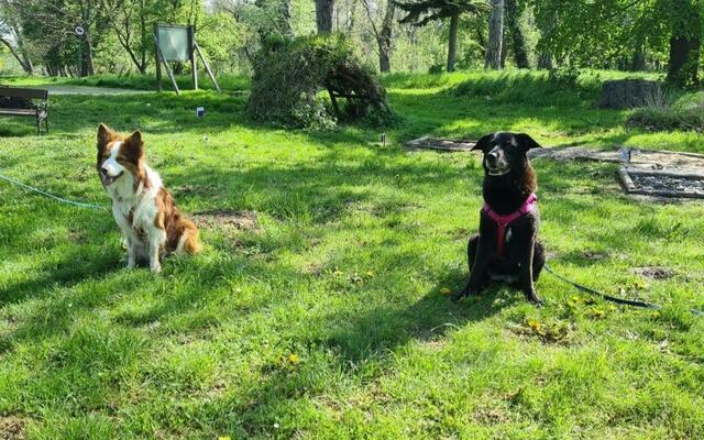 Foto: Tierheim Bruck/Leitha