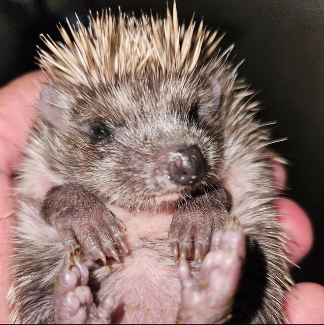Igel Ilse fiel als Baby mit nur 134 Gramm in einen Kanalschacht. Glücklicherweise konnte sie von Gerhild Höller wieder aufgepäppelt werden.  | Foto: Gerhild Höller