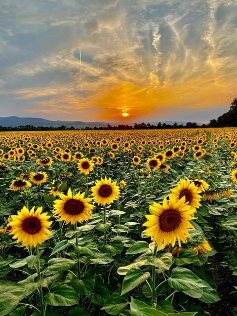 Mostviertel | Foto:  Liane Maier