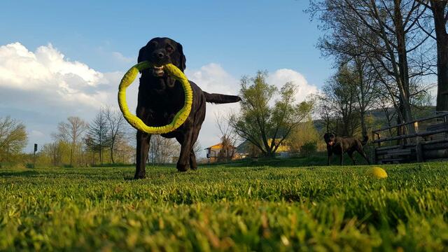 In Klosterneuburg sind 2.100 Hunde gemeldet. Sie und ihre Besitzer freuen sich auf die erste Hundezone der Babenbergerstadt. | Foto: Angelika Fuchs