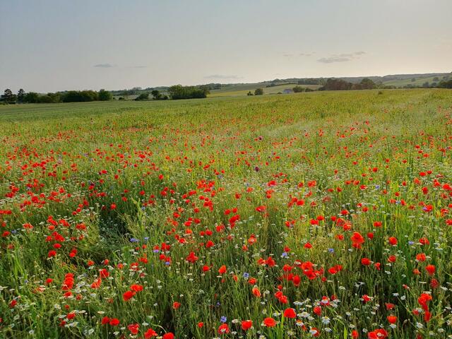 Weinviertel | Foto: Lydia Selzer 