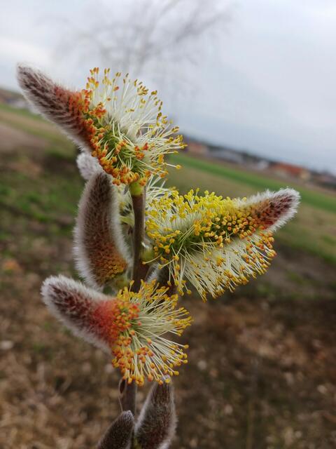 Weinviertel | Foto: Sabine Wunsch