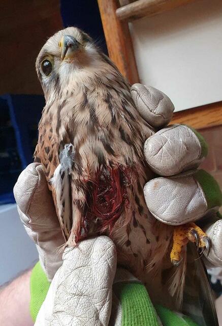 Der Falke konnte leider nicht mehr gerettet werden. | Foto: Privat/Pfotenhilfe