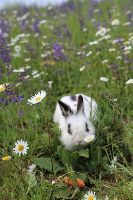Mostviertel | Foto: Barbara Schneider