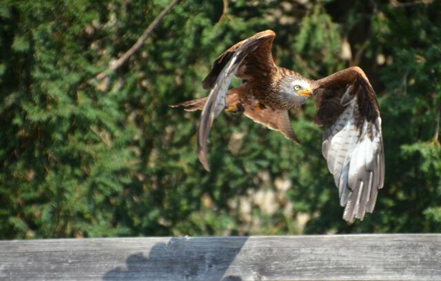 Weinviertel | Foto: Susanne Bajer 