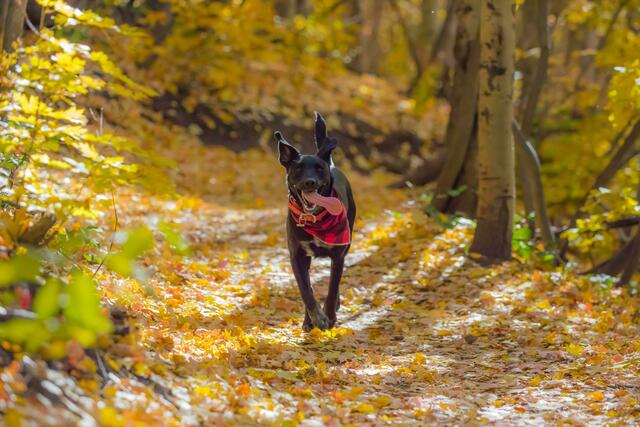 Hunde brauchen Auslauf. Bald gibt's auch im Zentrum Klosterneuburgs Platz dafür. | Foto: Patrick Hendry/Unsplash