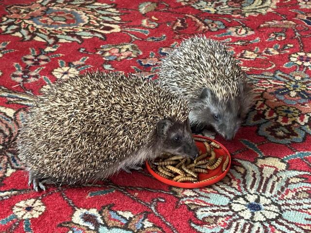 Für jeden Igel wird ein Pflegeprotokoll angelegt. | Foto: Laura Jung