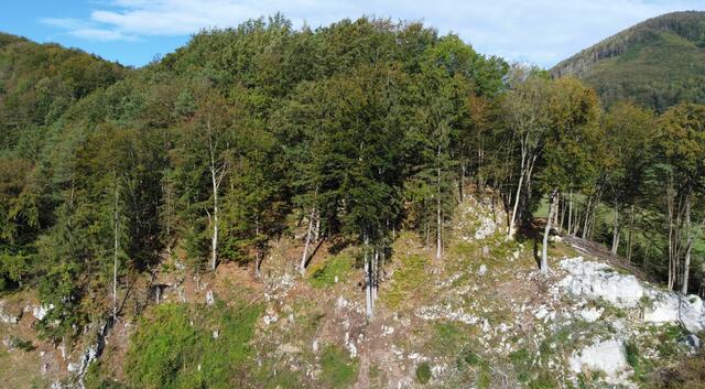 Schutzwald am Zögersbach | Foto: Wildbach- und Lawinenverbauung