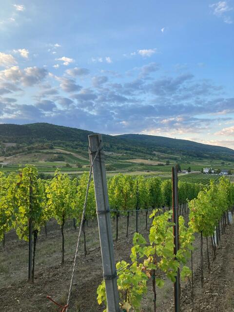 Weinviertel | Foto: Claudia Speiser