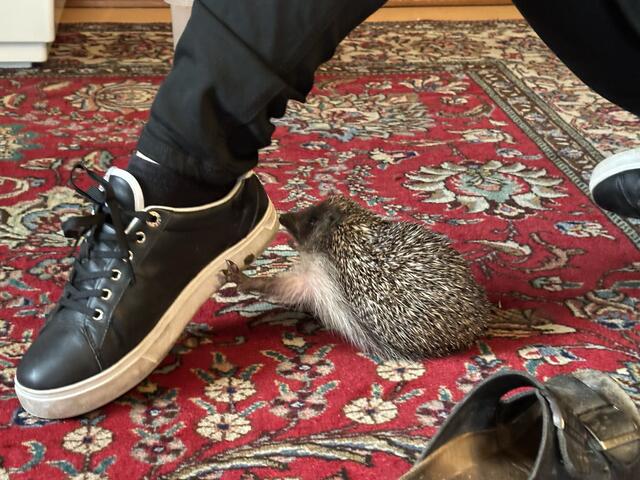 So zahm wie der kleine Simon sind Igel selten. | Foto: Laura Jung