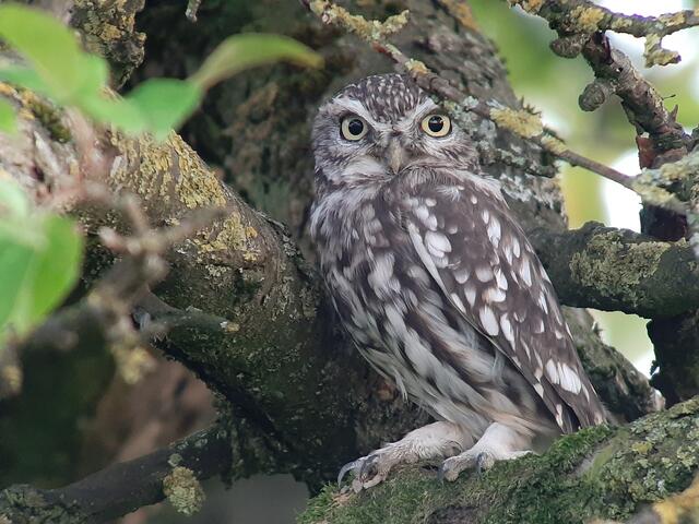 Adulter Steinkauz; © F. Stoll