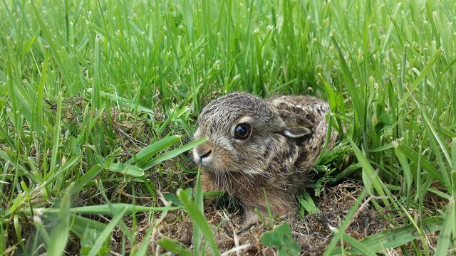 Findest du ein einsames Feldhasenbaby, fasse es bitte nicht an. | Foto: Österreichischer Tierschutzverein