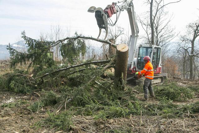 Eine der zentralen Neuerungen der Baumschutzverordnung betrifft den Stammumfang, ab dem Bäume unter Schutz gestellt werden. Ab sofort wird einheitlich festgelegt, dass alle Laub- und Nadelbäume mit einem Stammumfang von mindestens 55 cm geschützt sind. | Foto: Stadt Salzburg/Wildbild