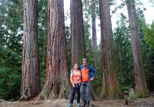 Die Mammutbäume bei Paudorf bilden den größten zusammenhängenden Bestand in Österreich.