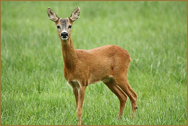 Besonders in der Dämmerung kommt es zu Wildunfällen. | Foto: Landesjagdverband