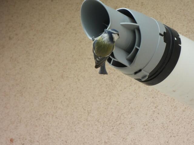 Eine Blaumeise erkundet die Versteckmöglichkeit in einem Luftschacht | Foto: Zuzana Kobesova 2024