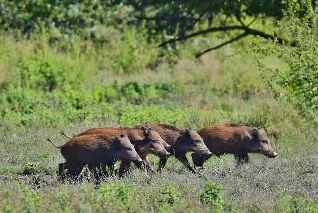 Ein Horde Wildschein-Teenager ist im Wald unterwegs. | Foto: Silvia Jörg