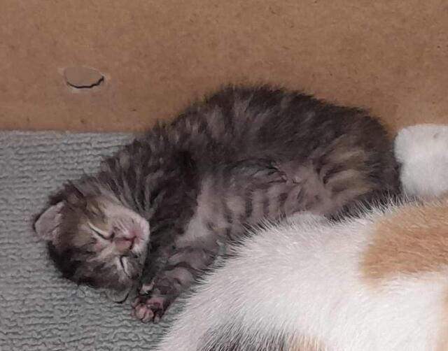 Besonders viele Kitten finden beim Verein Zuflucht, daher unterstützen die Mitarbeitenden auch Kastrationsprojekte.  | Foto: Tierschutzverein Libelle