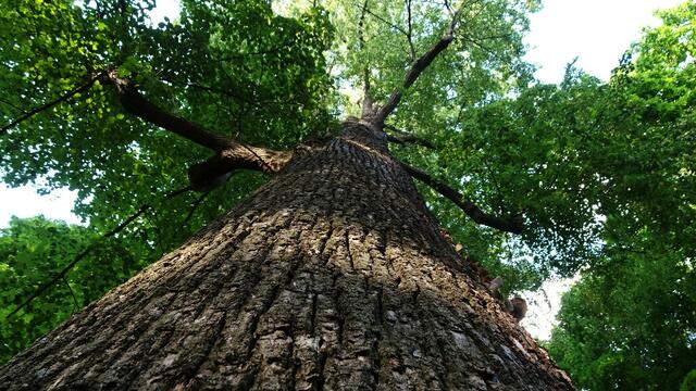 Bäume als historische Zeitzeugen &amp; Naturdenkmäler in NÖ ... | Foto: © Silvia Plischek
