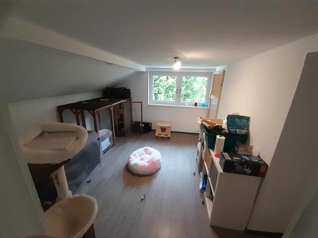 Der Tierschutzverein Libelle sorgt dafür, dass sich die Tiere in ihren Räumlichkeiten wohl fühlen.  | Foto: Tierschutzverein Libelle