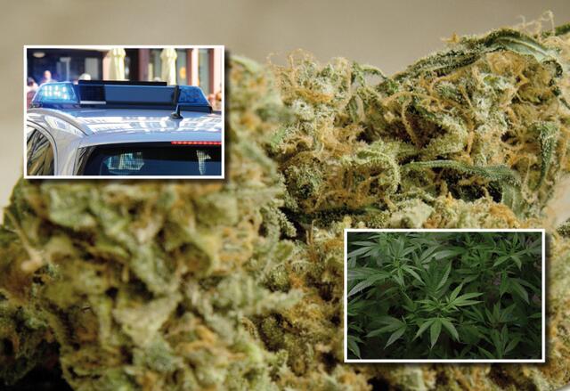 2 Tonnen Cannabis und 2 Kilo Kokain schmuggelte ein international agierender Drogenbaron über burgenländische Grenzen nach Österreich. | Foto: Pixabay
