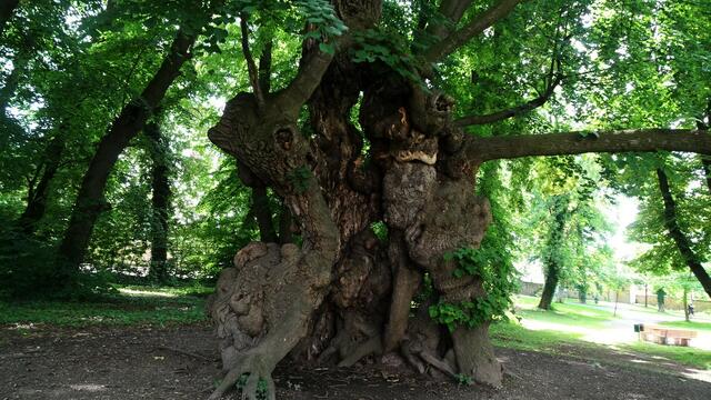 Naturdenkmal 1000-jährige Linde im Schlosspark Pottendorf (Bezirk Baden) | Foto: © Silvia Plischek