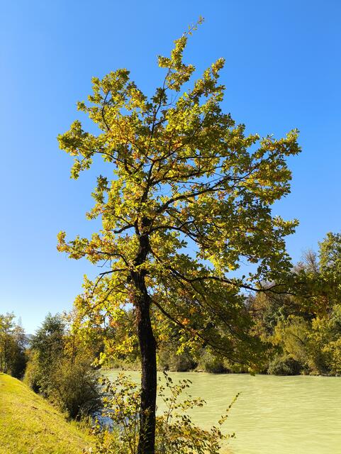 An der Saalach  | Foto: Martina Laserer 