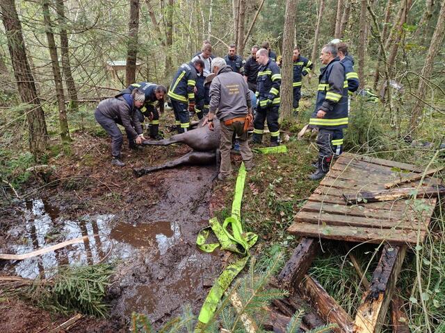 Wie in "Die unendliche Geschichte" – nur mit Happy End: Ein Pferd drohte im Moor zu versinken. Die Kameraden konnten es retten. | Foto: Feuerwehr Franking