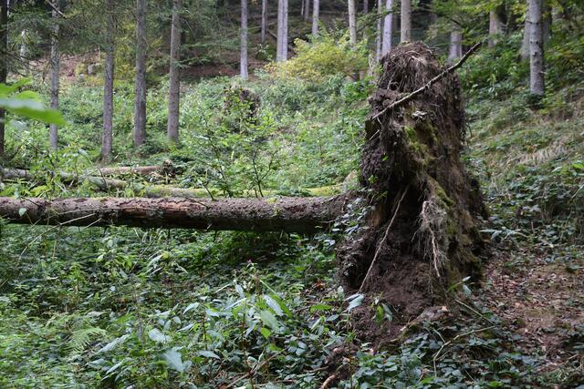 Foto: MeinBezirk Perg