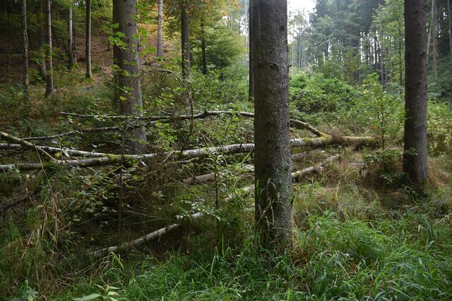 Foto: MeinBezirk Perg