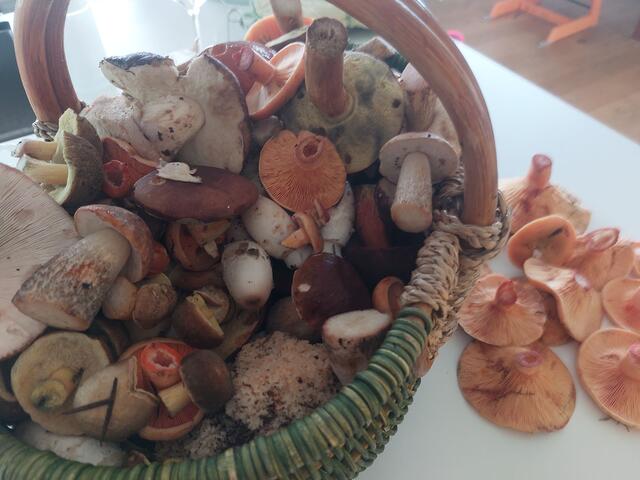 Schwammerl sollen in Körben transportiert werden. | Foto: Yoga-Garten