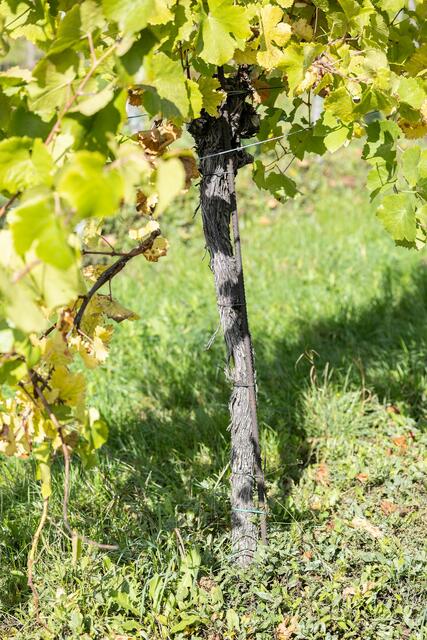 Foto: René Brunhölzl/MeinBezirk