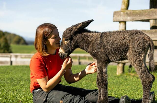 Die Tierpflegerinnen und Tierpfleger auf Gut Aiderbichl freuen sich sehr über den Nachwuchs und dürfen nach Herzenslust mit der kleinen Stute kuscheln. Esel-Mama Simone hat nichts dagegen. | Foto: Gut Aiderbichl