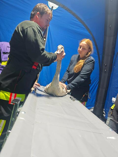 Gemeinsamer Einsatz mit anderen Organisationen: Die Tierhilfe Gusental konnte einen kranken Schwan in Wels-Wimpassing bergen und versorgen. | Foto: THG