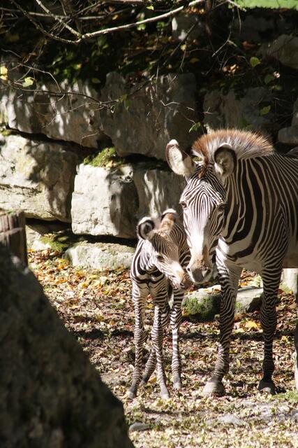 Grevy-Zebra Mama Misa und ihr Nachwuchs. | Foto: Zoo Salzburg