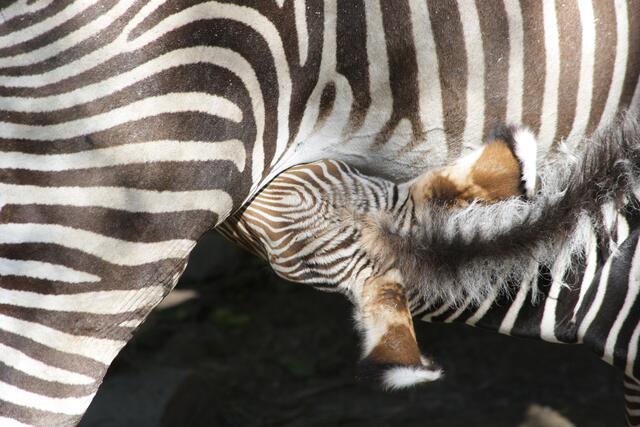 Als die Tierpfleger frühmorgens nach der Zebra Stute sahen, stand der Nachwuchs bereits auf seinen langen Beinen und hat getrunken. | Foto: Zoo Salzburg