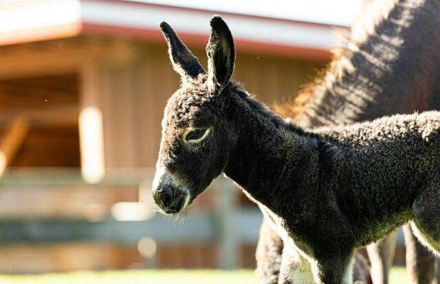 Nachwuchs auf Gut Aiderbichl | Foto: Gut Aiderbichl