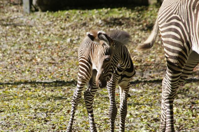 Nachwuchs bei den Grevy-Zebras im Salzburger Zoo. | Foto: Zoo Salzburg