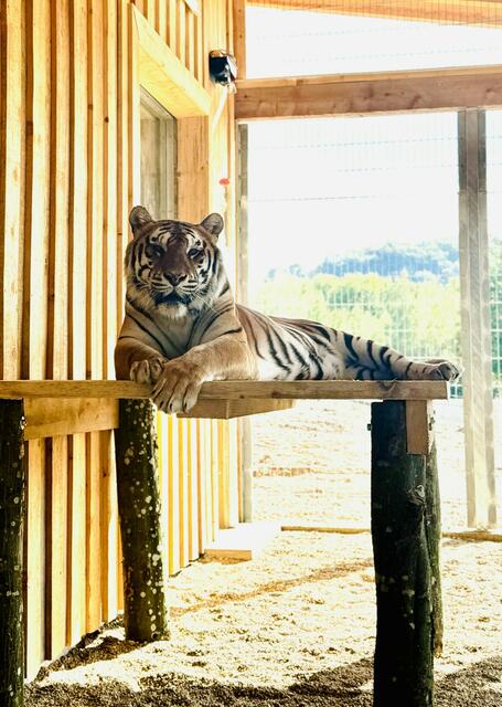 Majestätisch wohl fühlt sich dieser Tiger – mit viel Platz für Ruhe und Auslauf. | Foto: Gut Aiderbichl