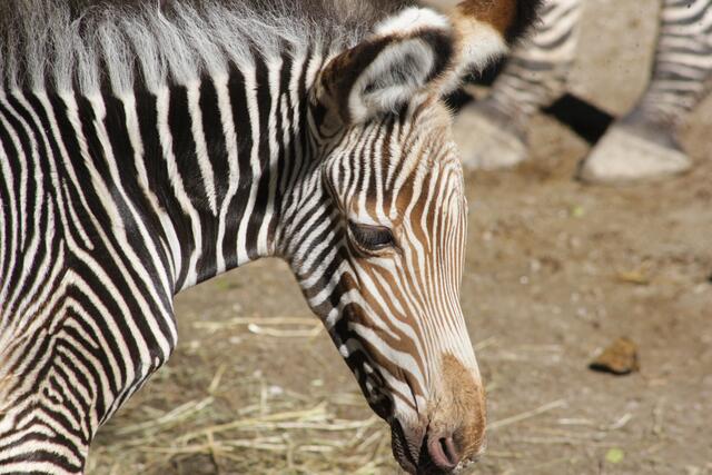 Neben ihrer stattlichen Größe von bis zu 150 Zentimeter Schulterhöhe zeichnet eben dieses die Zebraart aus. | Foto: Zoo Salzburg