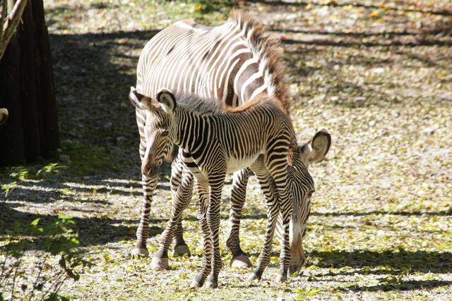 In Österreich ist der Zoo Salzburg aktuell der einzige Zoo, der die im Gegensatz zu den Steppen- und Bergzebras eher einzelgängerisch lebenden Grevy-Zebras hält. | Foto: Zoo Salzburg